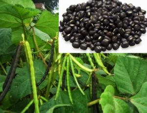 Black Gram Growing and Cultivation Practices