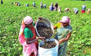 Black Gram Farming