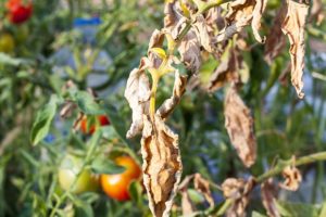 Tomato Crop