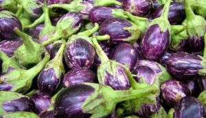 Brinjal Farming