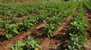 Brinjal Plants