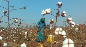 Russia-Ukraine War Impact on Cotton Crop