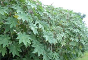 Castor Plant