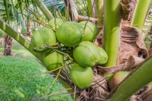 Farmer Woman Success Story