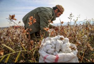 Cotton Harvesting and Storage