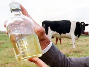 Cow Urine