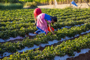 Woman Farmer Success Story