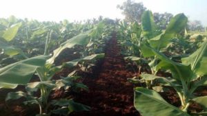 Banana Cultivation