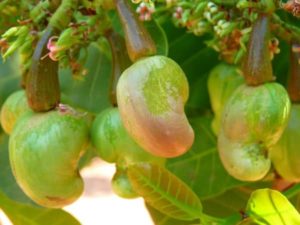 Cashew Farming