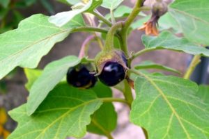 Egg Plant Diseases (Brinjal)