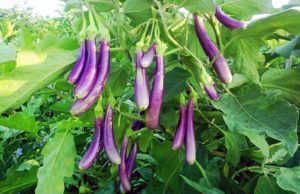 Egg Plant Farming (Brinjal)