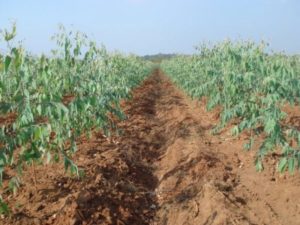 Eucalyptus Cultivation