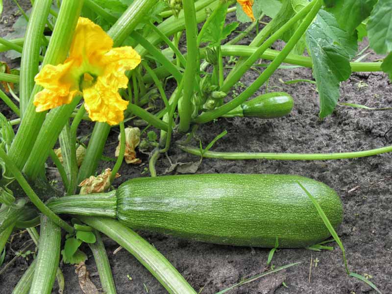 Zucchini farming