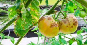 Tomato Crop