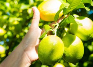 Fruit Cutting