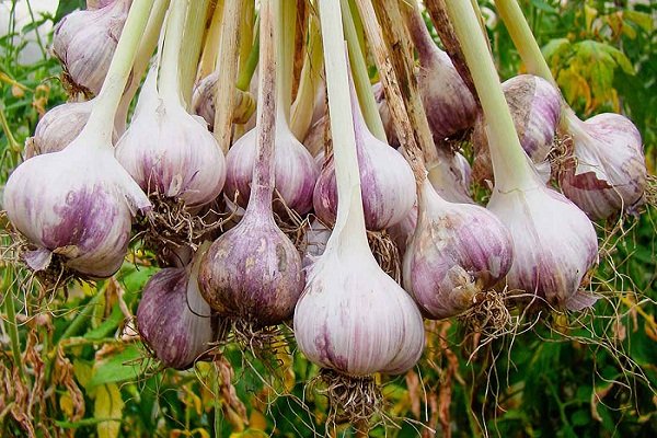 Garlic Cultivation