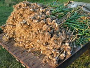 Garlic Farming in India