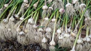 Garlic in the Ground