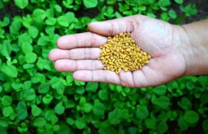 Fenugreek