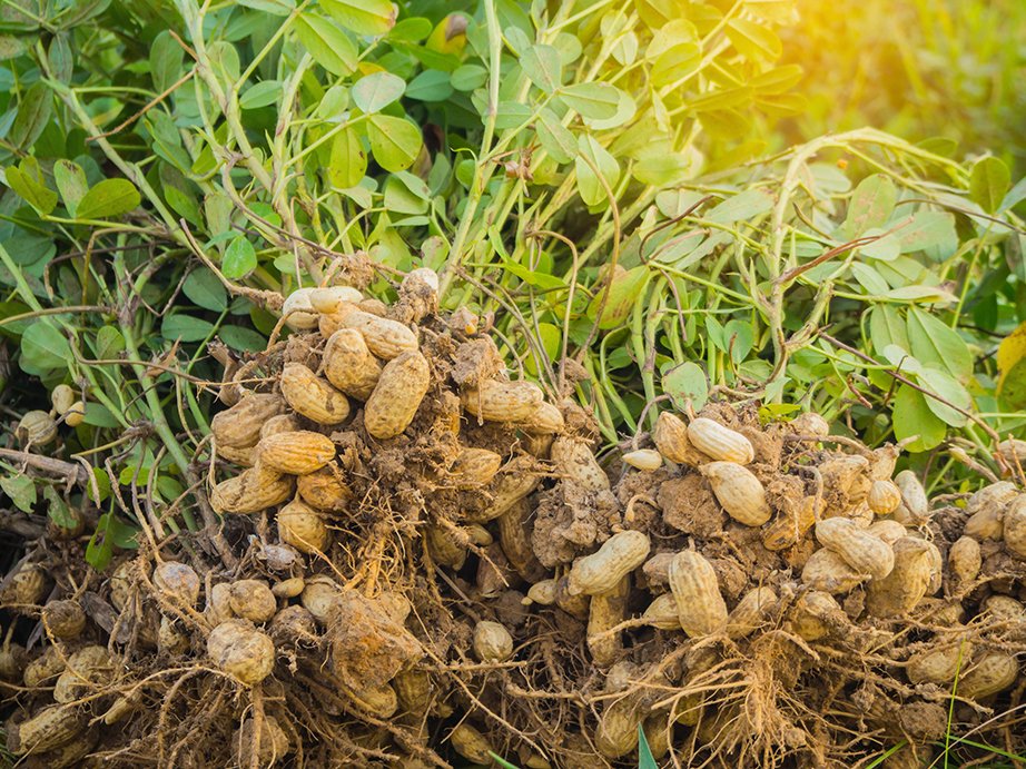 Groundnuts