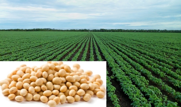 Soybean Production