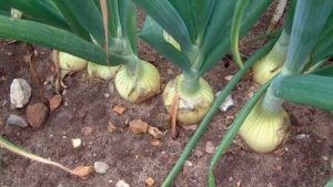 Growing a successful onion crop