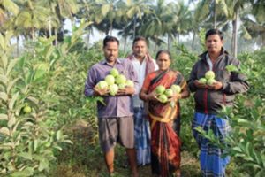 Guava Farmers