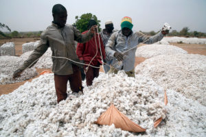 Cotton Packing