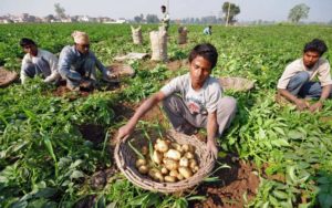 Potato Farmers