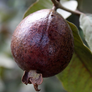 Black Guava