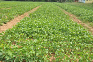 Weed Management in Blackgram Cultivation