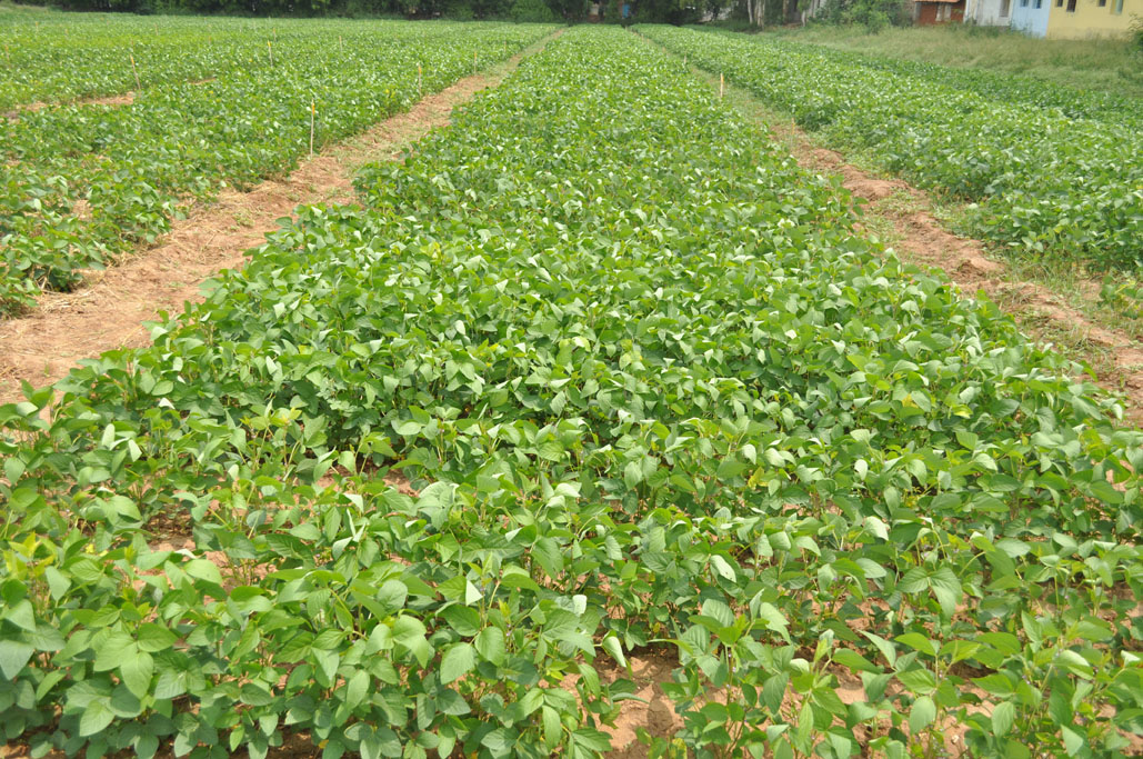 Weed Management in Blackgram Cultivation