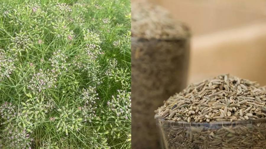 New cumin variety