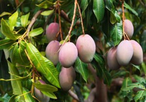 Mango Cultivation