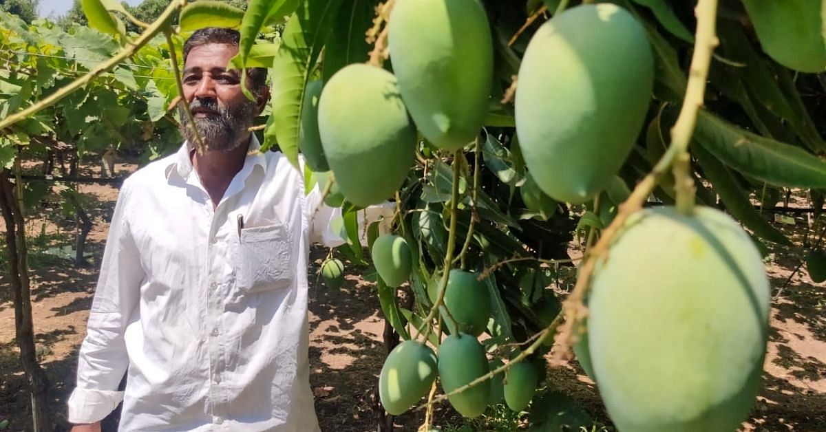 Mango Farmers