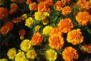 Marigold Farming