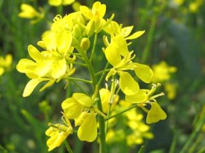 Mustard Cultivation