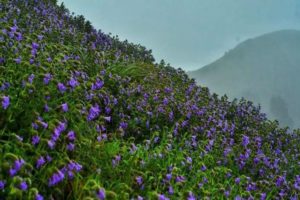 Neelakurinji Flowers