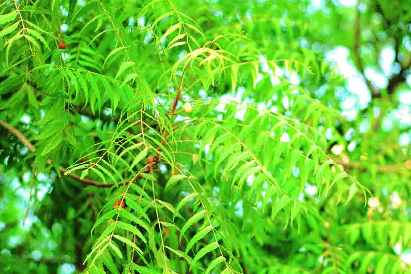 Neem Leaves