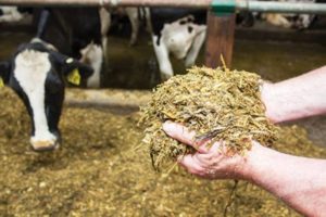 Nutritious Silage For Cattle