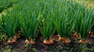 Onion Cultivation