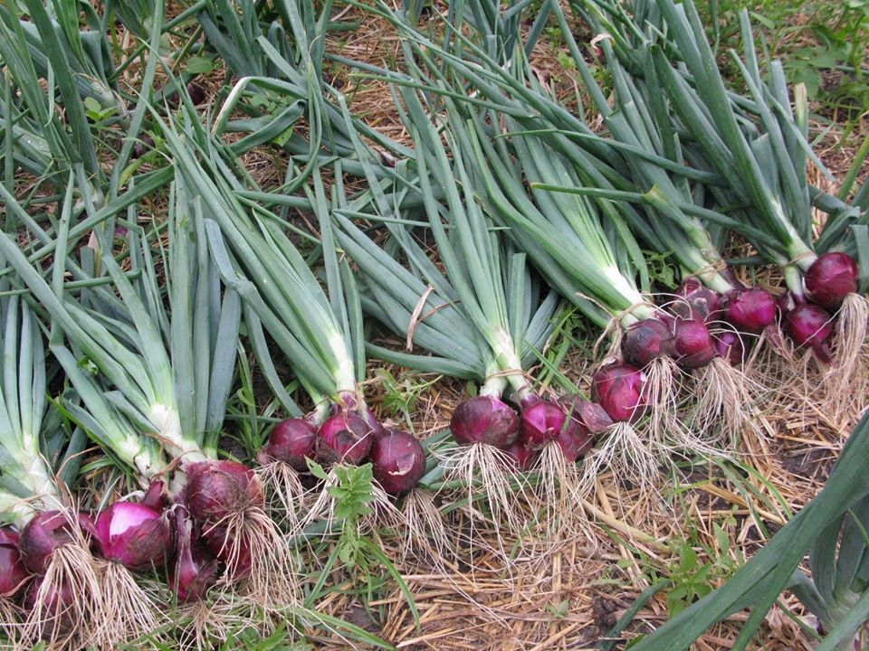 Onion Farming