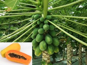 Papaya Farming