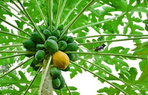 Papaya Farming