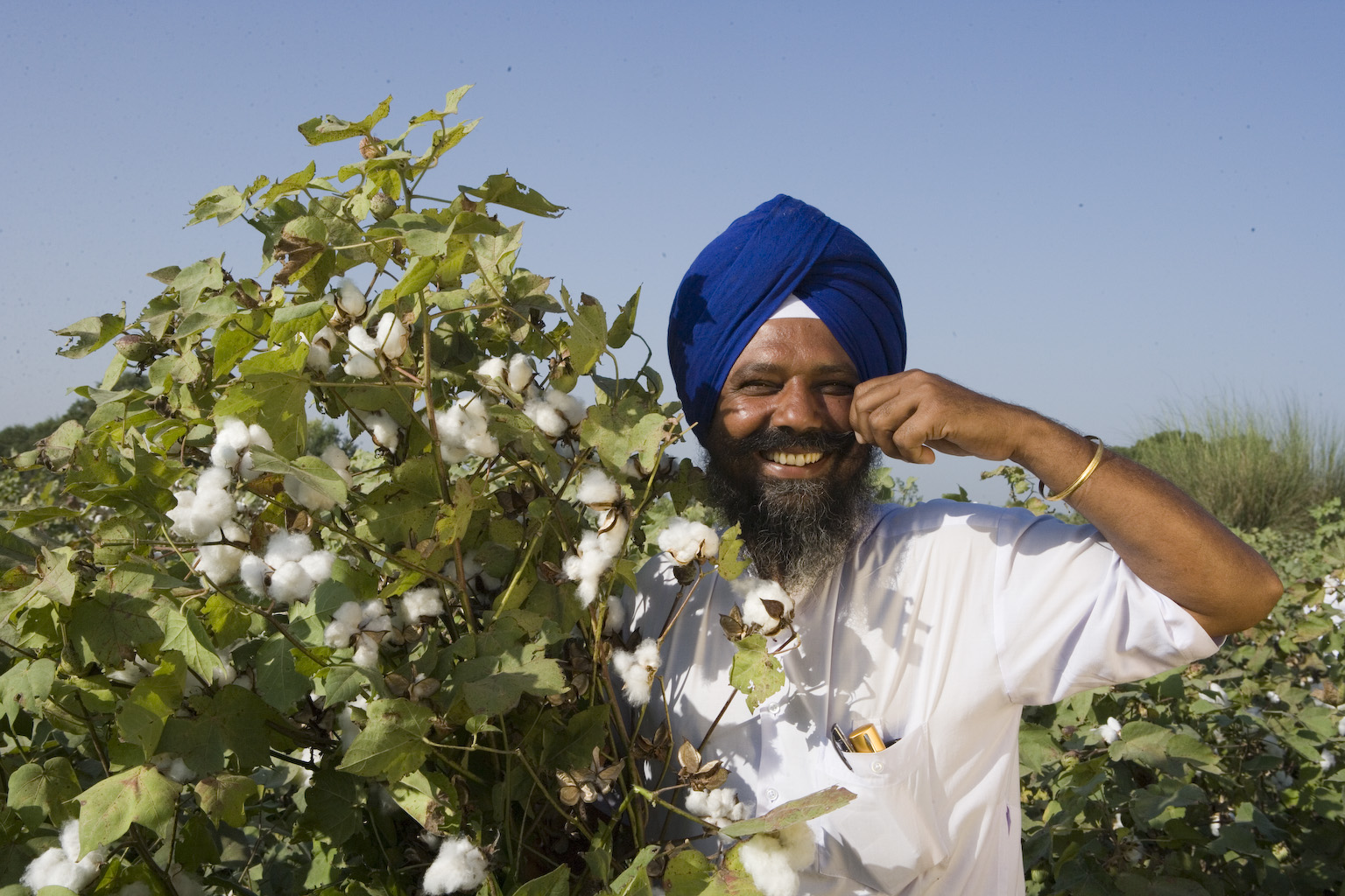 cotton production