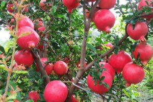 Pomegranate Cultivation