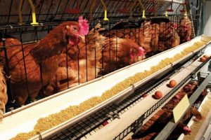 Poultry Farming in India