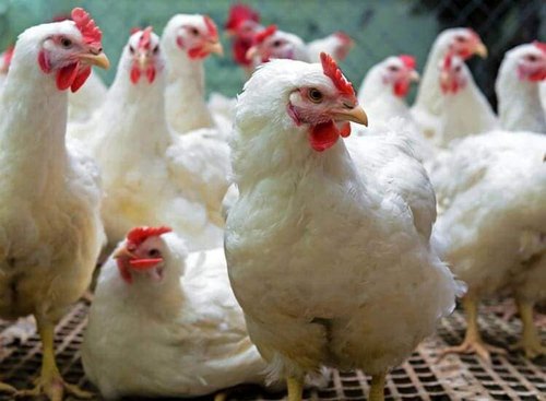 Poultry Farming