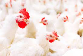 Poultry Sector