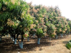 Production Techniques of Mango